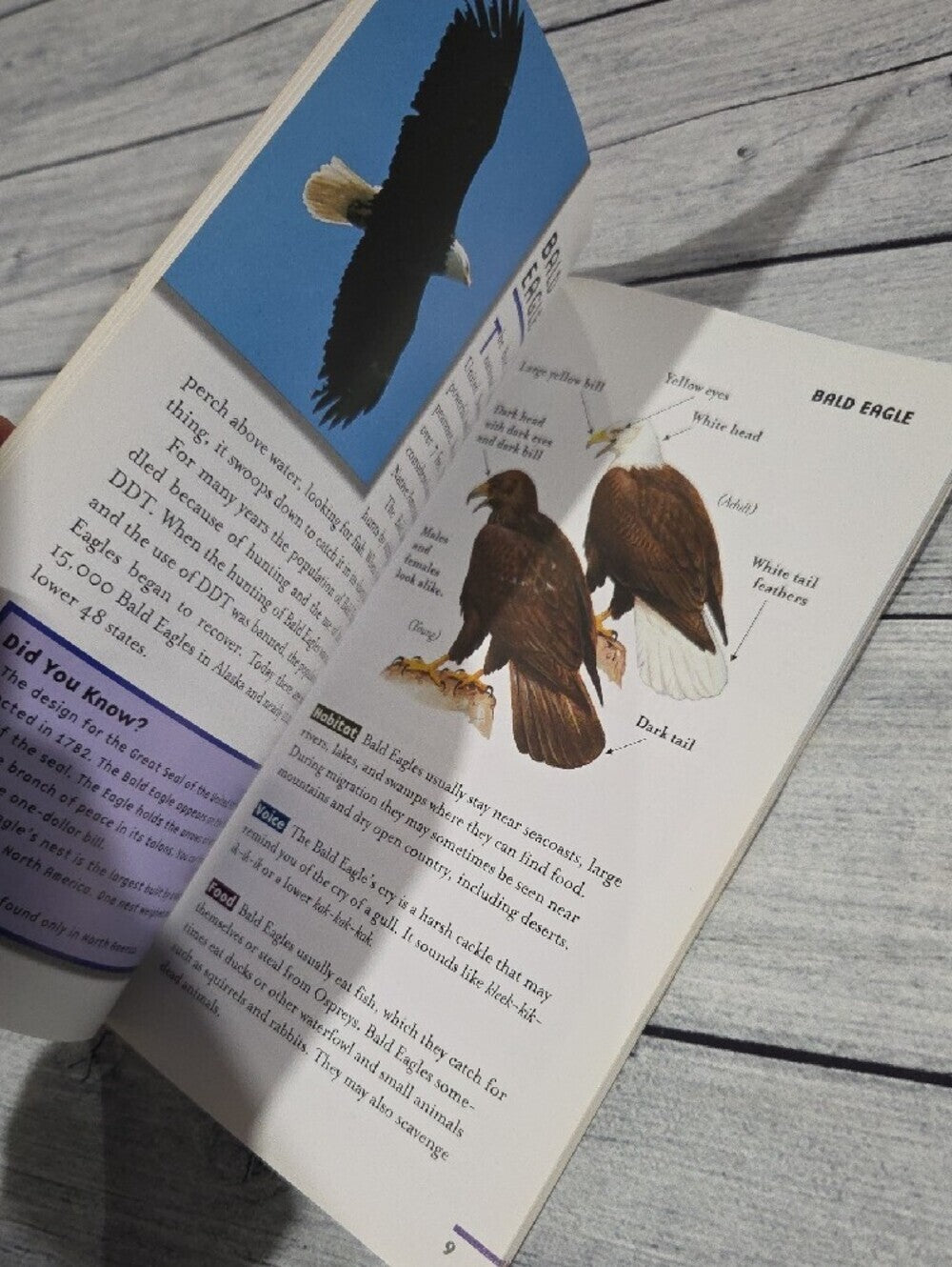 Field Guides Birds of Prey