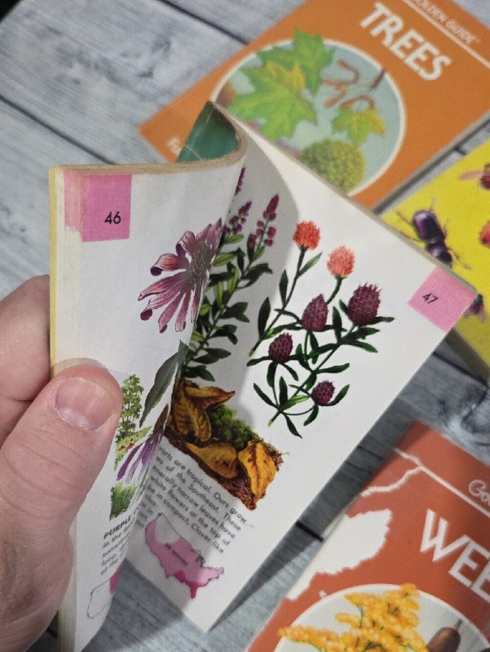 Set of Vintage Golden Guides Nature Books