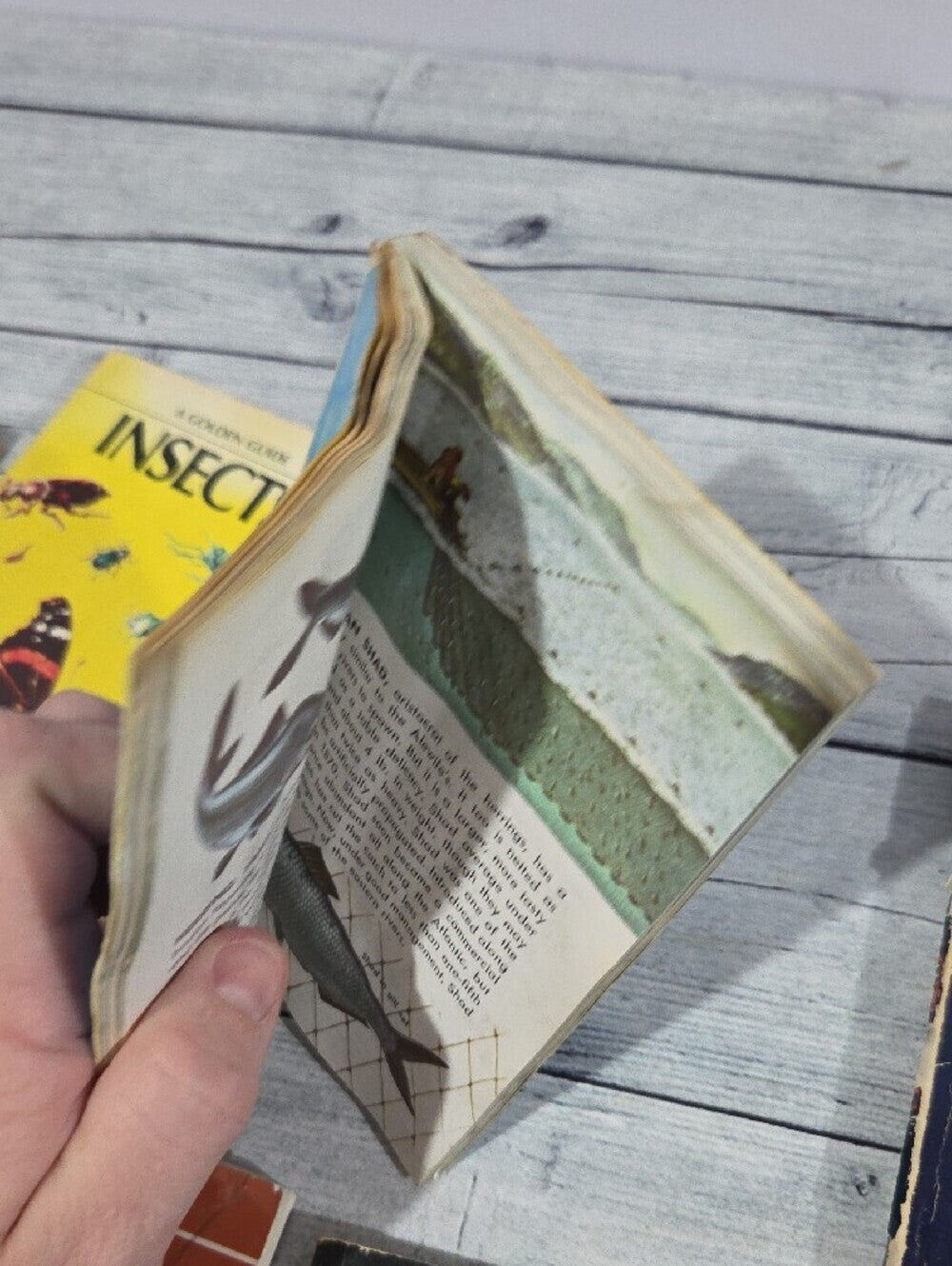 Set of Vintage Golden Guides Nature Books